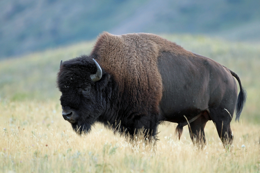 Bison