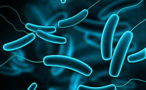 Shutterstock_GutBacteria bacteria